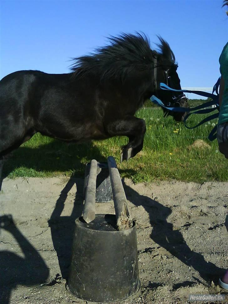 Shetlænder Knold - R.I.P <3 billede 19