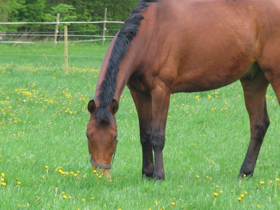 Anden særlig race Cash *Soulmate* *Himmelhest* - Charme.. Udståling & self. lækkert hår!<3  billede 7