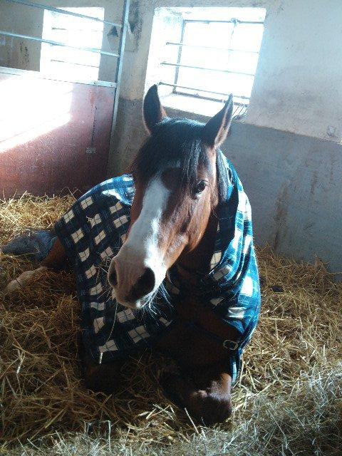 DSP Aluett <3 *min* (Savnet) - Babyen slapper af, inden vi skal ud og ride<3
Marts 2013. billede 19