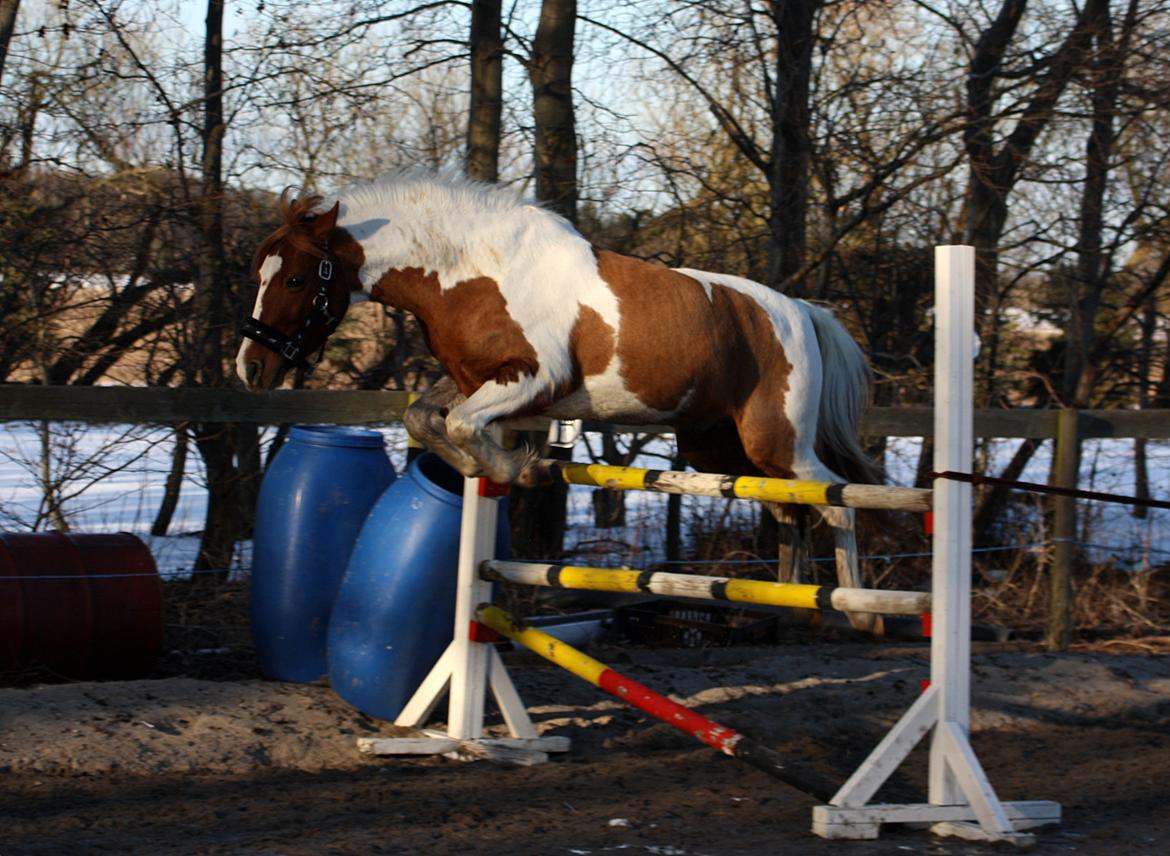 Pinto Blade - Marts 2013 - Blade springer 1 meter. Foto: Trine Pedersen billede 11