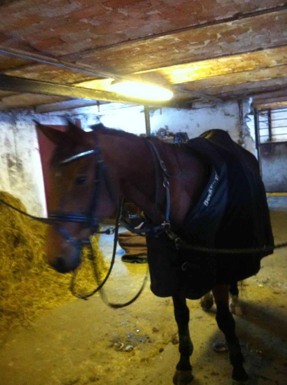 Traver Omars Sahara - Omarse ved at være klar til træning i det kolde forårsvejr billede 4