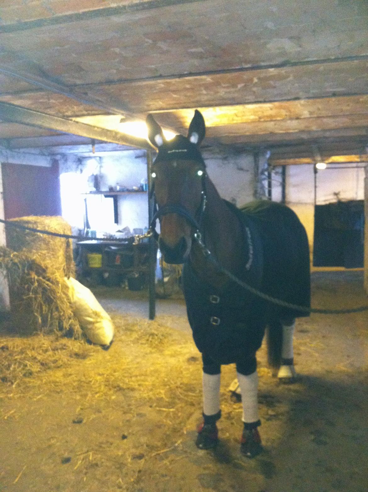 Traver Omars Sahara - Ved at blive gjort klar til at tage afsted til løb. billede 17