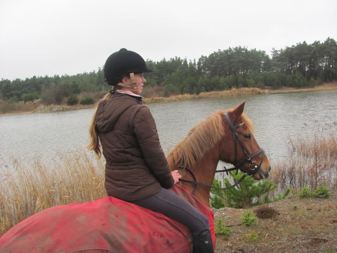 Anden særlig race Westergaard's Gabbi |B-PONY| Solgt - tiden med dig har været mere en guldvær! vil gøre alt for det var os to til stævnerne igen! skat jeg vil altid elske dig!<3
-sidste dag med verdens dejligste!:( billede 24