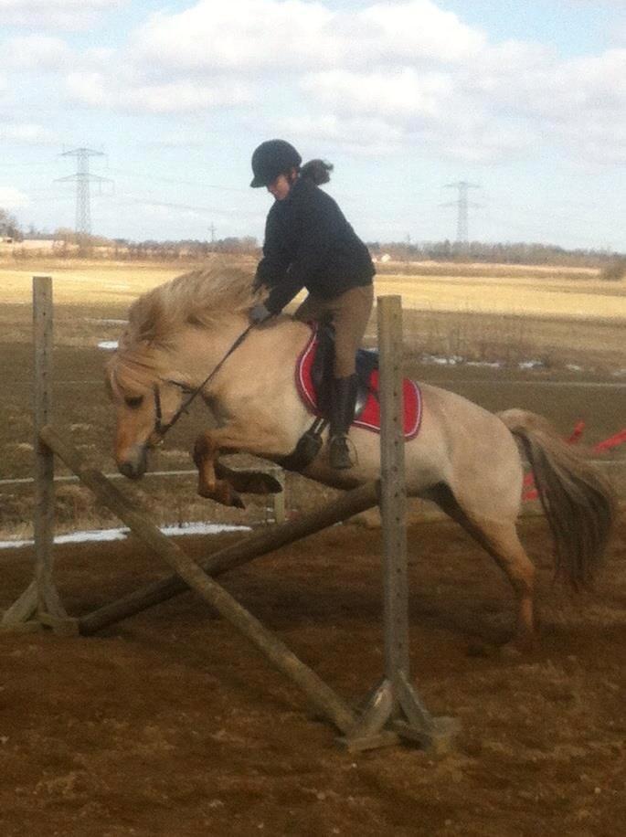 Fjordhest Jættegårdens Bella billede 12