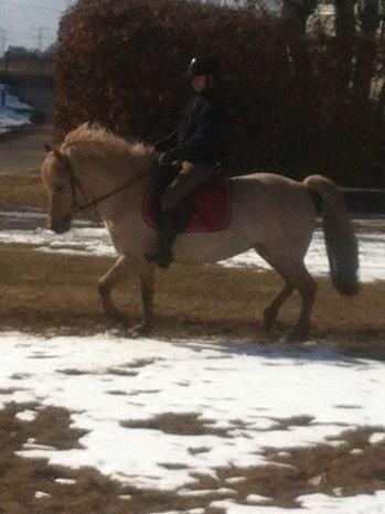 Fjordhest Jættegårdens Bella billede 13