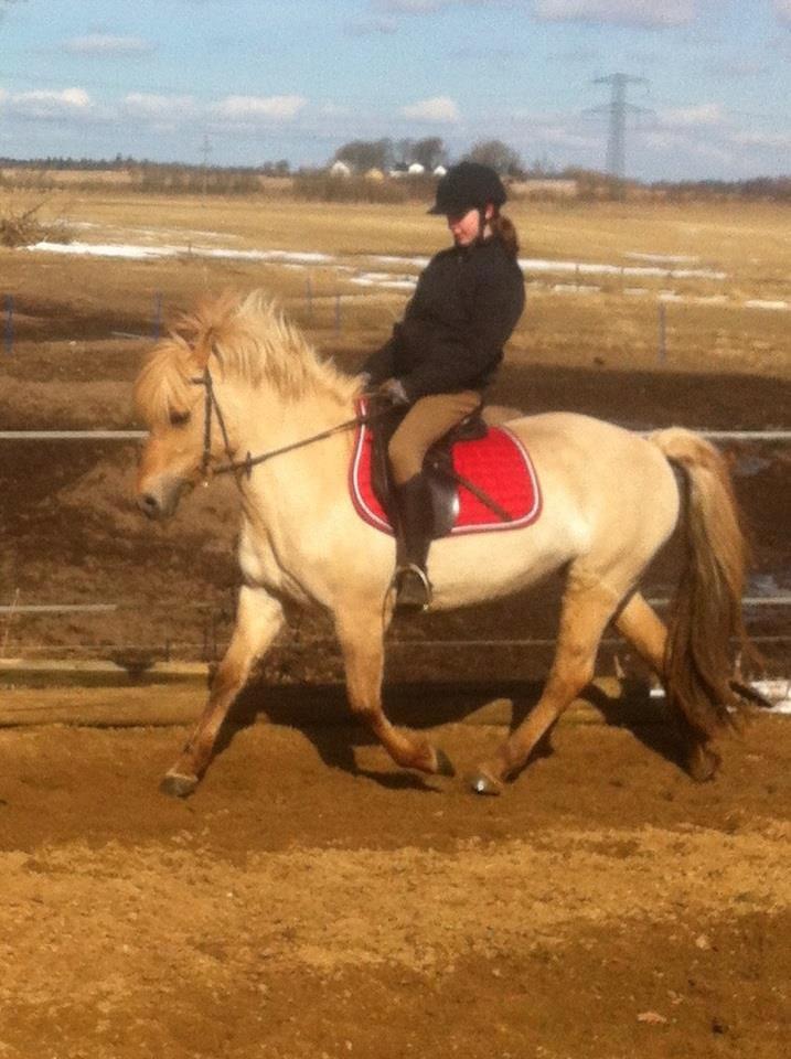 Fjordhest Jættegårdens Bella billede 14