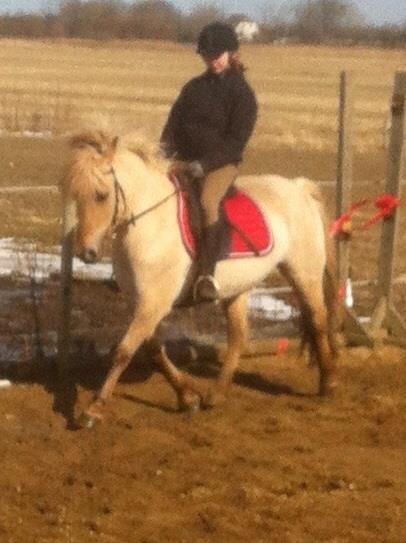 Fjordhest Jættegårdens Bella billede 15