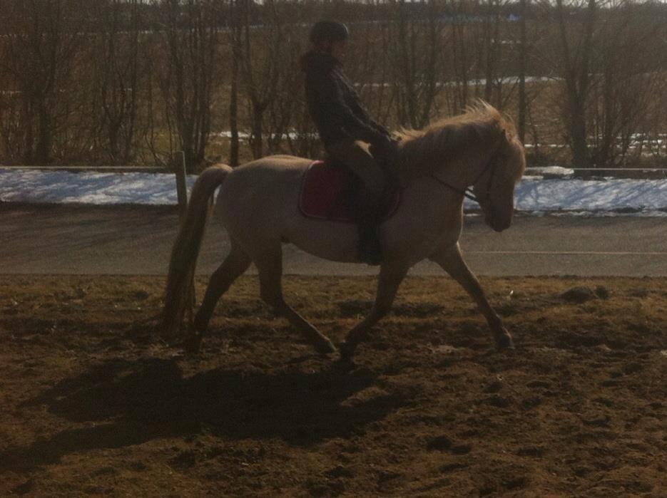 Fjordhest Jættegårdens Bella billede 16