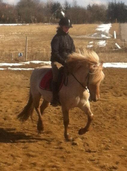 Fjordhest Jættegårdens Bella billede 17