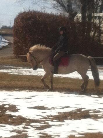 Fjordhest Jættegårdens Bella billede 18