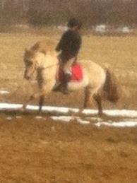 Fjordhest Jættegårdens Bella billede 19