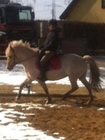 Fjordhest Jættegårdens Bella billede 20