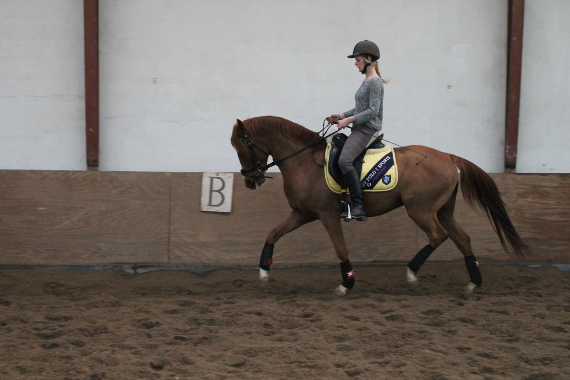 DSP Filur af grønagergård ( Låne pony) - Dette billede er taget i februar 2013.
 billede 11