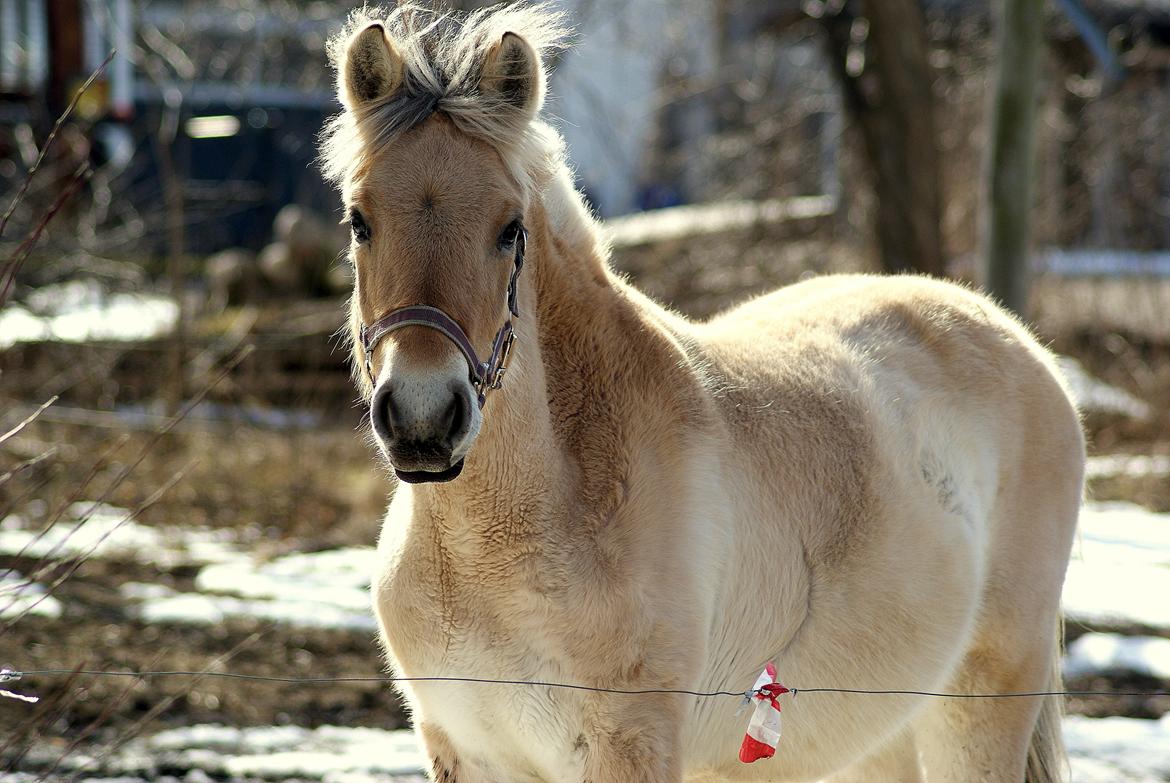 Fjordhest Klostermarkens Freja billede 5