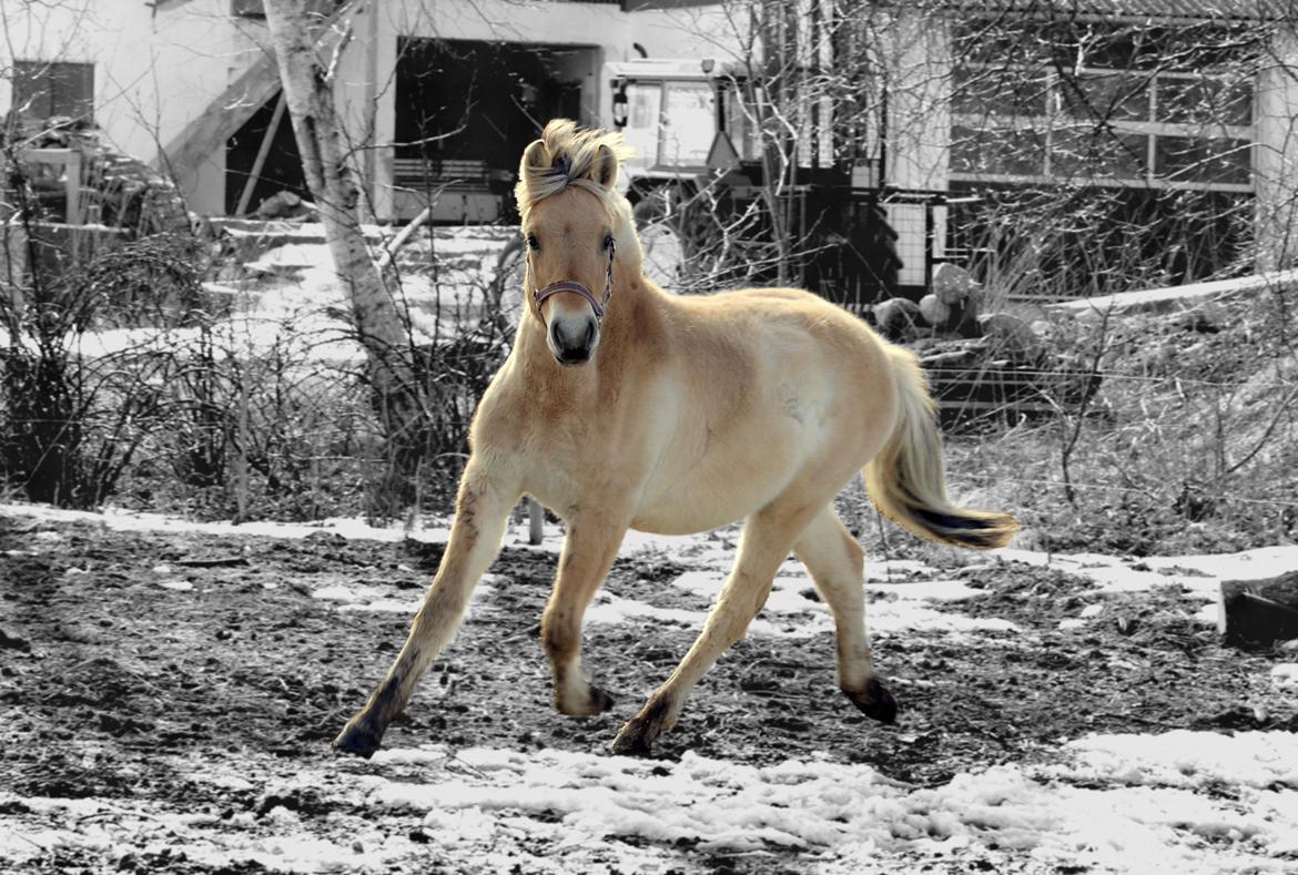 Fjordhest Klostermarkens Freja billede 1