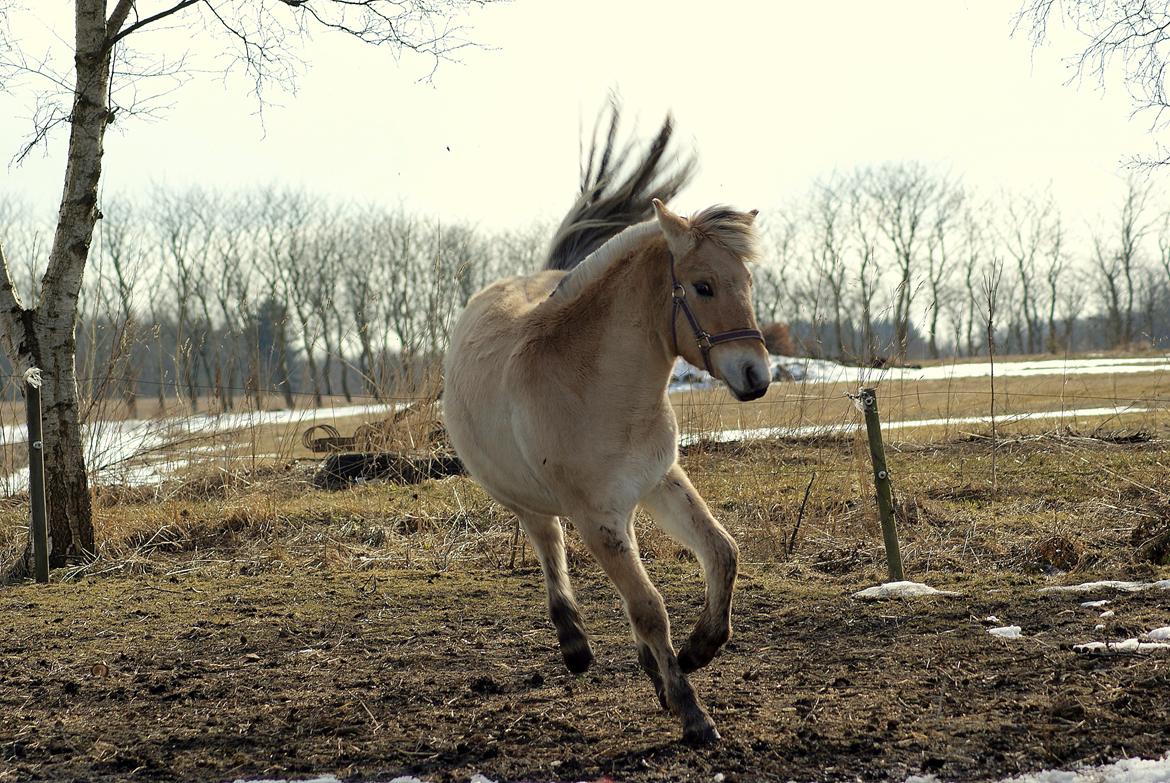 Fjordhest Klostermarkens Freja billede 3