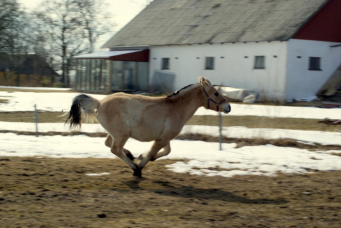 Fjordhest Klostermarkens Freja billede 8