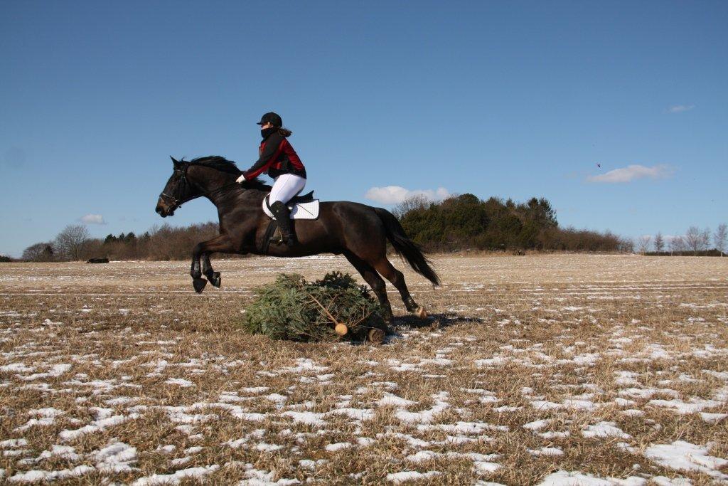 Oldenborg Urtop af Hvarre 'Topper' - babyjagt 2013 billede 18