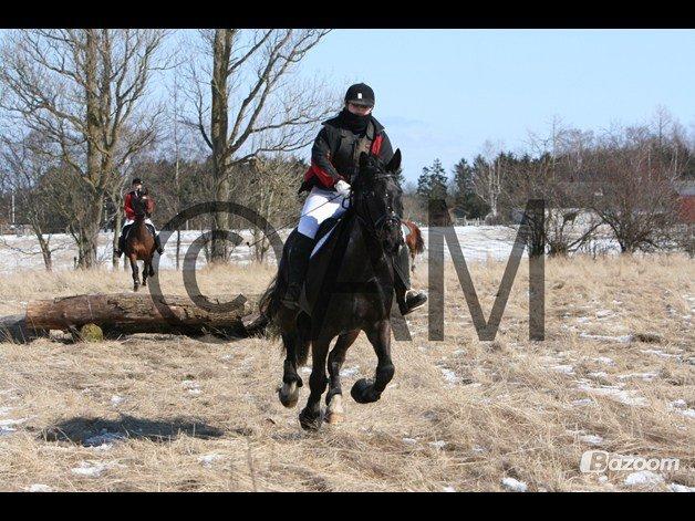 Oldenborg Urtop af Hvarre 'Topper' - babyjagt 2013 billede 19