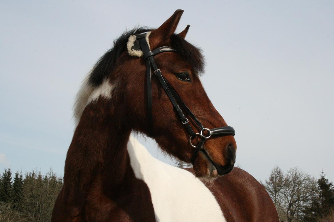 Anden særlig race Pinocchio Star billede 10