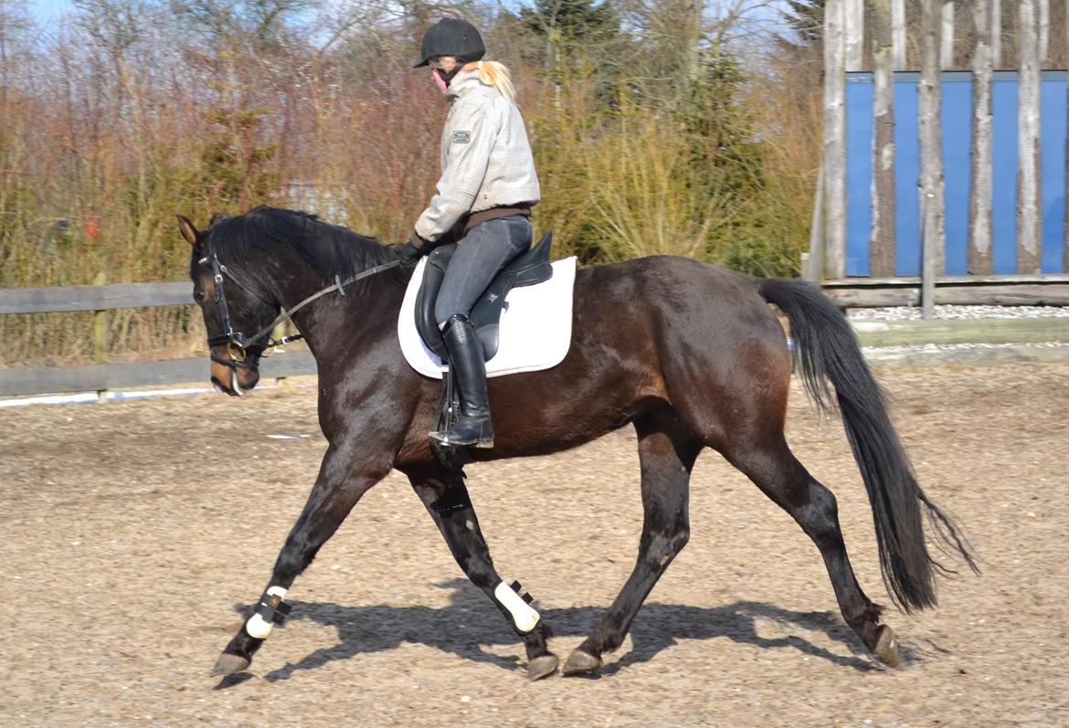 Dansk Varmblod / Sportspony   November Surprise - November er ikke redet siden efteråret 2012, men hun tog det hele så pænt, og så et helt nyt sted! :) billede 13
