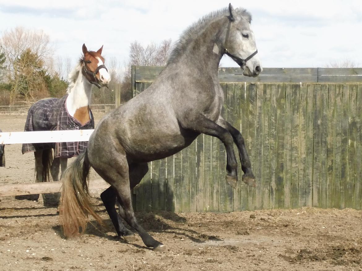 Lipizzaner Fantasia - 290 - Foto: Mig billede 5