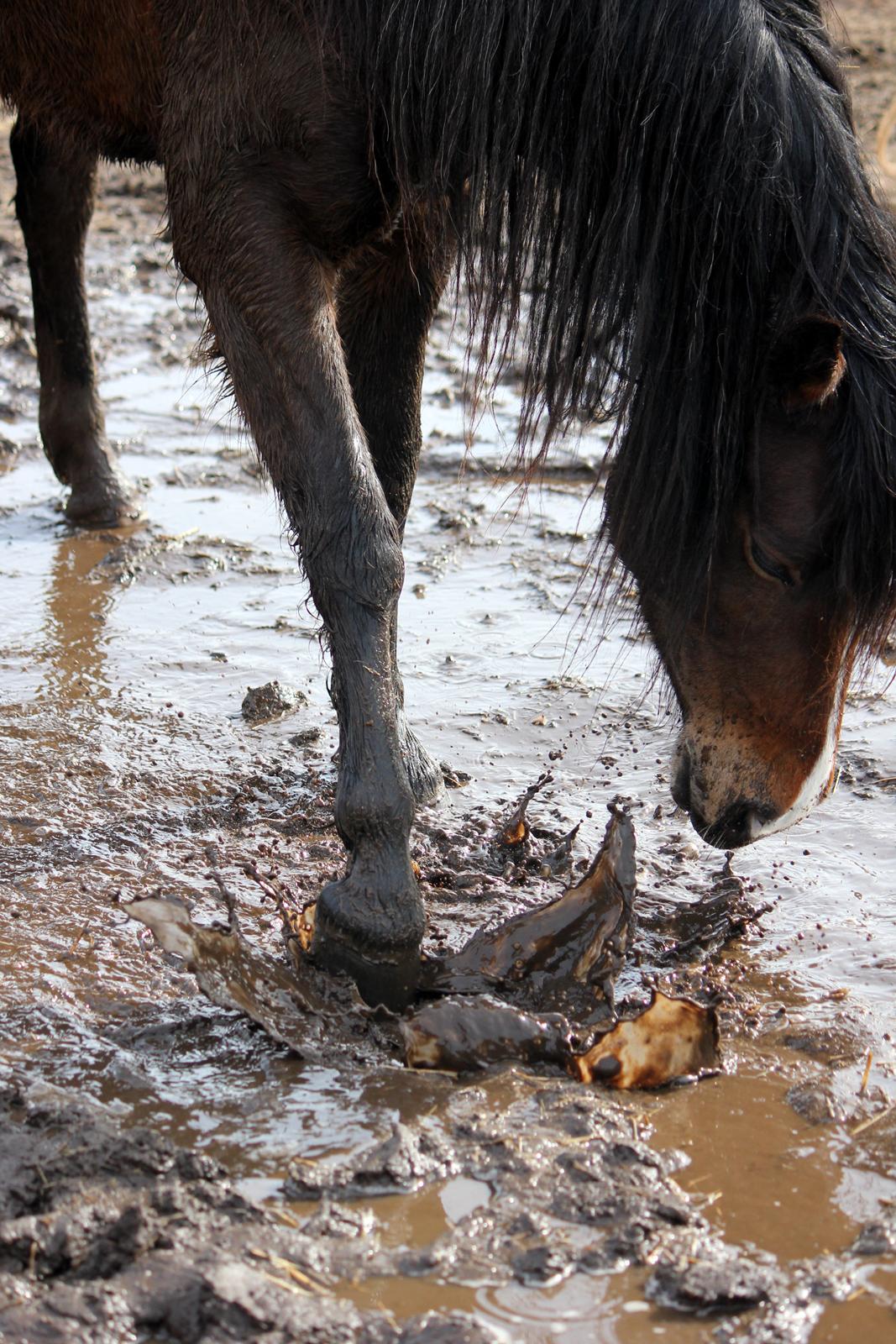 New Forest STEGSTEDGAARDS MICHELLINA("Mivsen") - mudder, Mudder, MUDDER! ;) billede 20