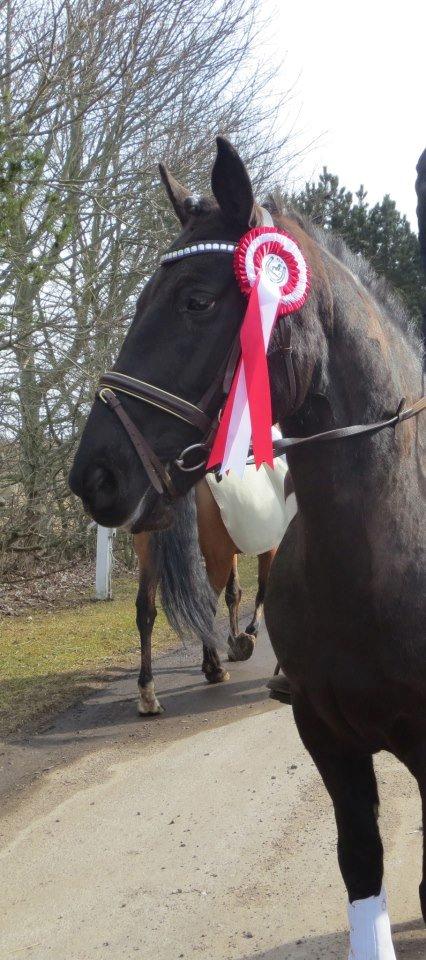 Anden særlig race Pony Gammelby <3 - 1. plads LD2 SLS 28/4 2013 billede 14