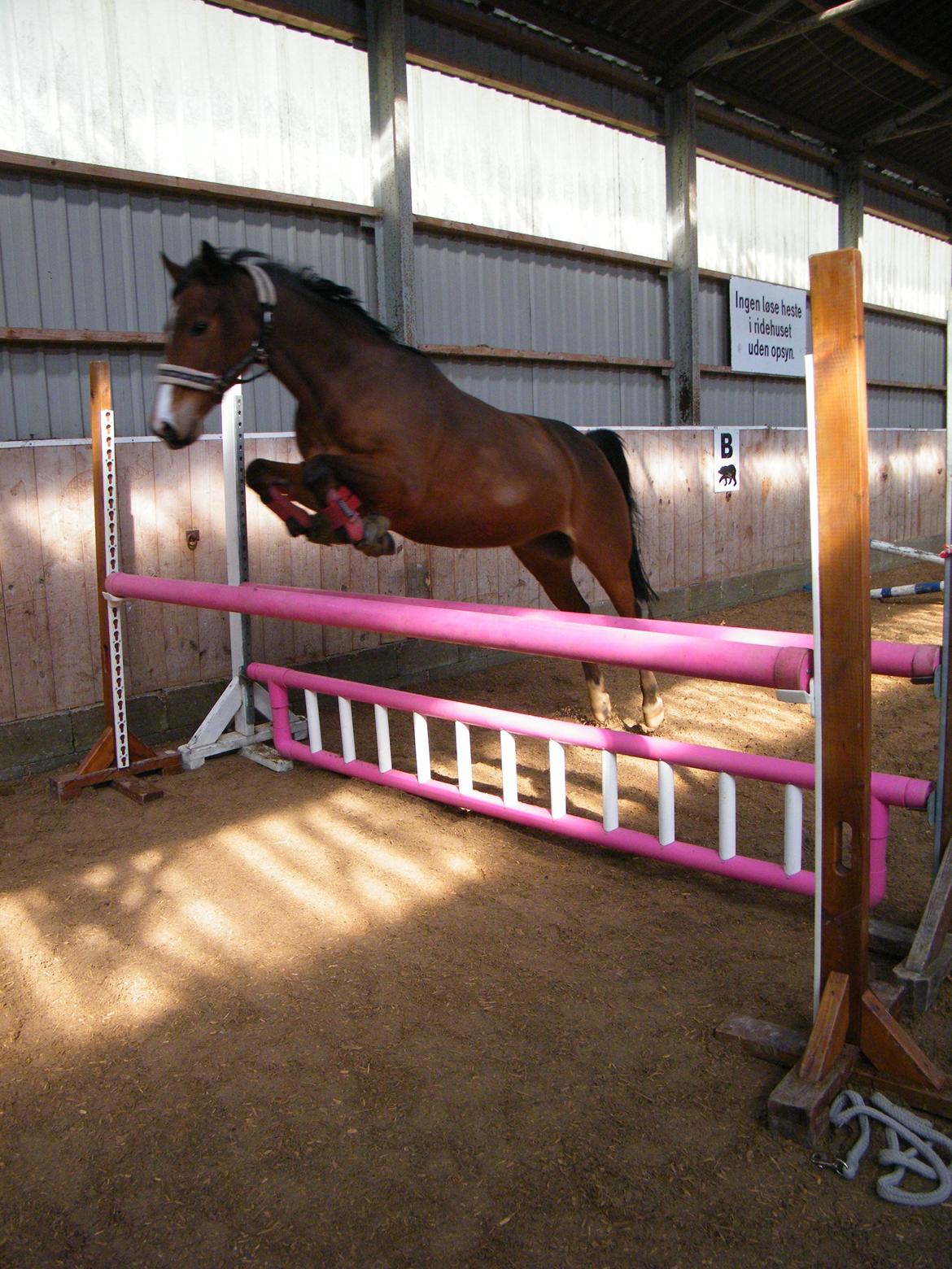 DSP - ELVITA <3 - Verdens bedste EL springer løsspringning for første gang i hendes liv! Hun elskede det bare, hun ville bare blive ved, jeg kunne slet ikke stoppe hende!<3:-D Min Stjerne!<3 d. 23 marts 2013 billede 18