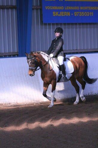 Anden særlig race Magic Rainbow billede 6