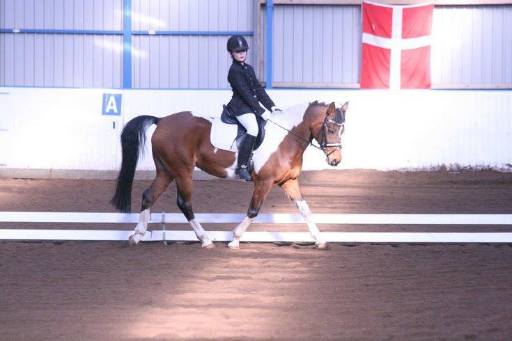 Anden særlig race Magic Rainbow billede 7