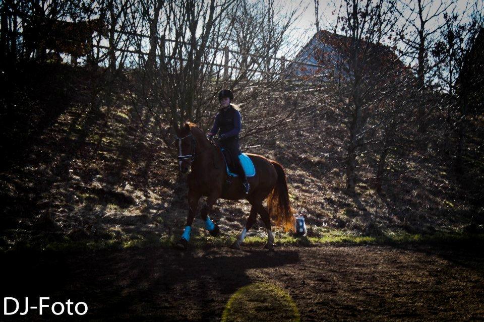 Anden særlig race Cissero - Når du flyver, flyver mit hjerte med! billede 19