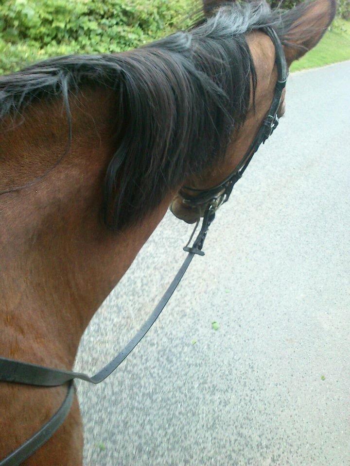 Dansk Varmblod Remund billede 1