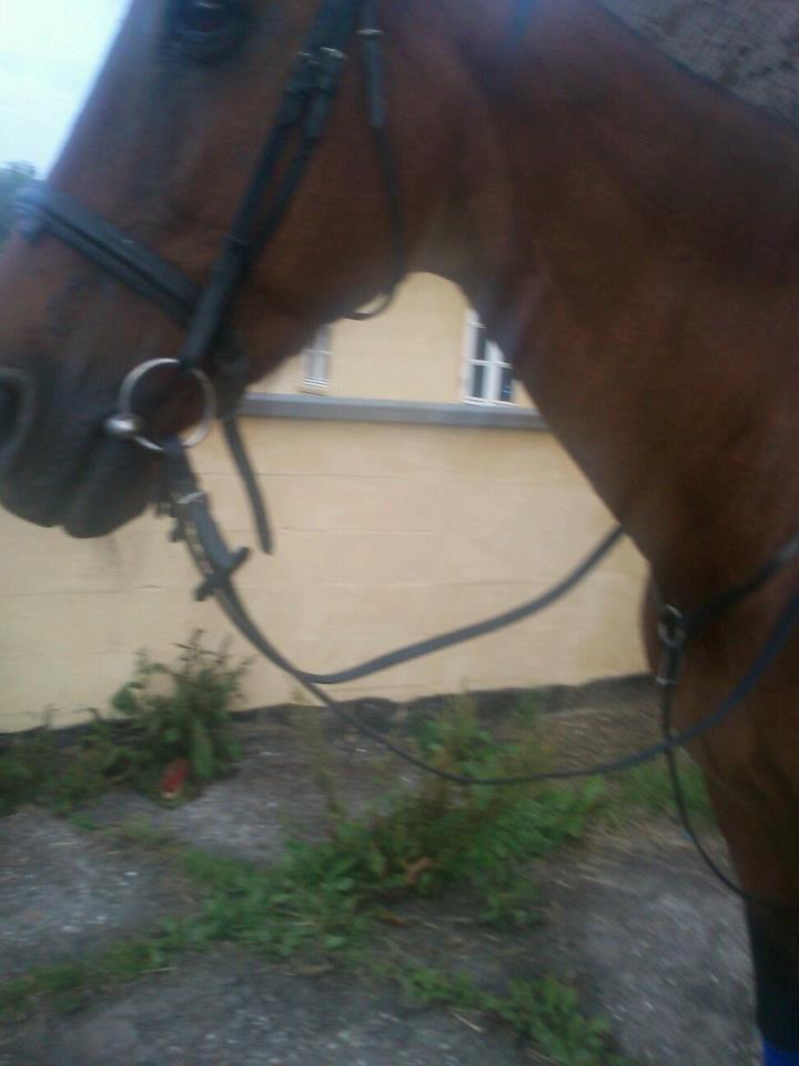 Dansk Varmblod Remund billede 2