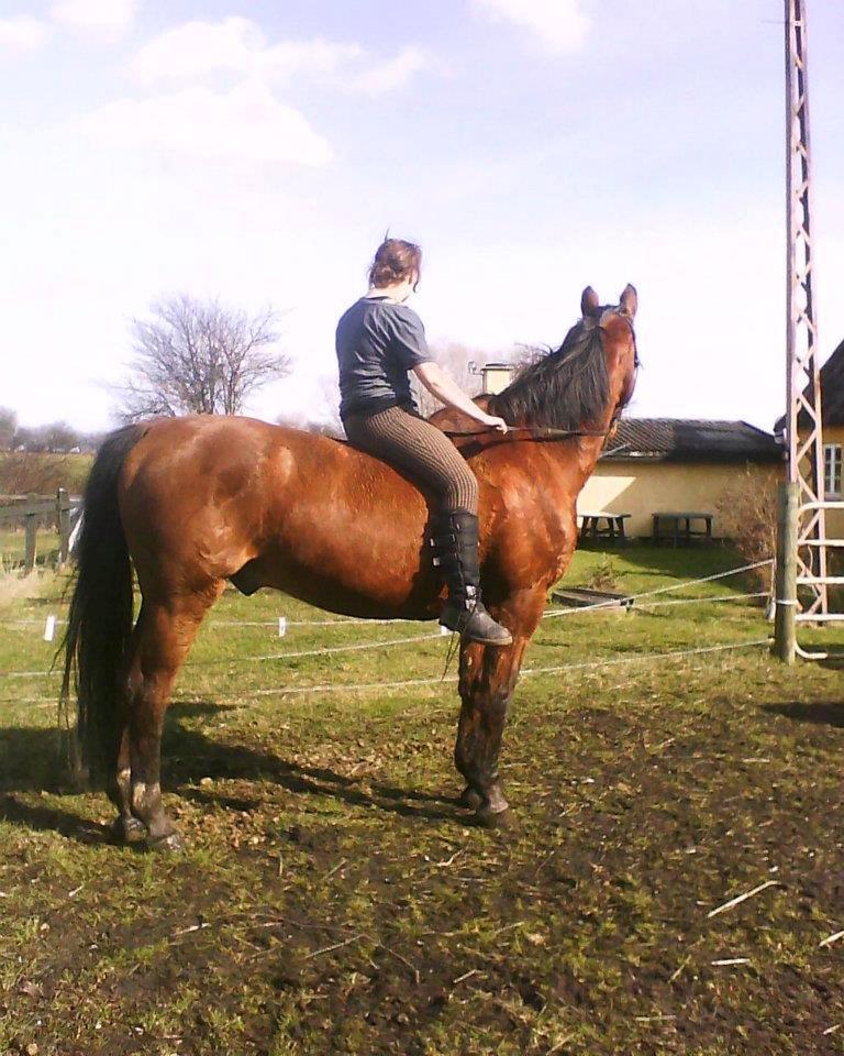 Dansk Varmblod Remund billede 3