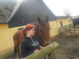 Dansk Varmblod Remund billede 4