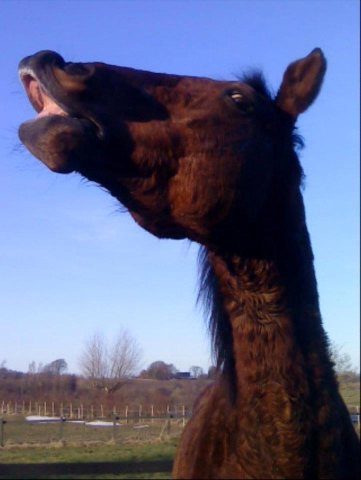 Dansk Varmblod Remund billede 5