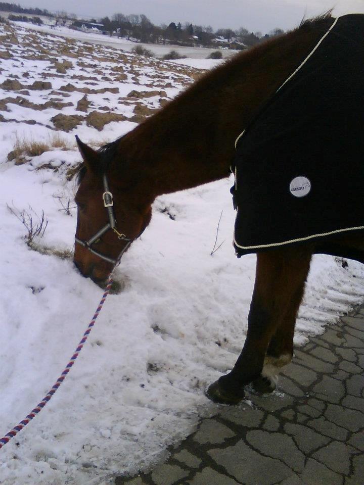 Dansk Varmblod Remund billede 6