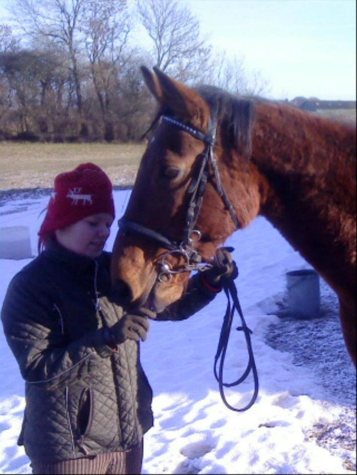 Dansk Varmblod Remund billede 7