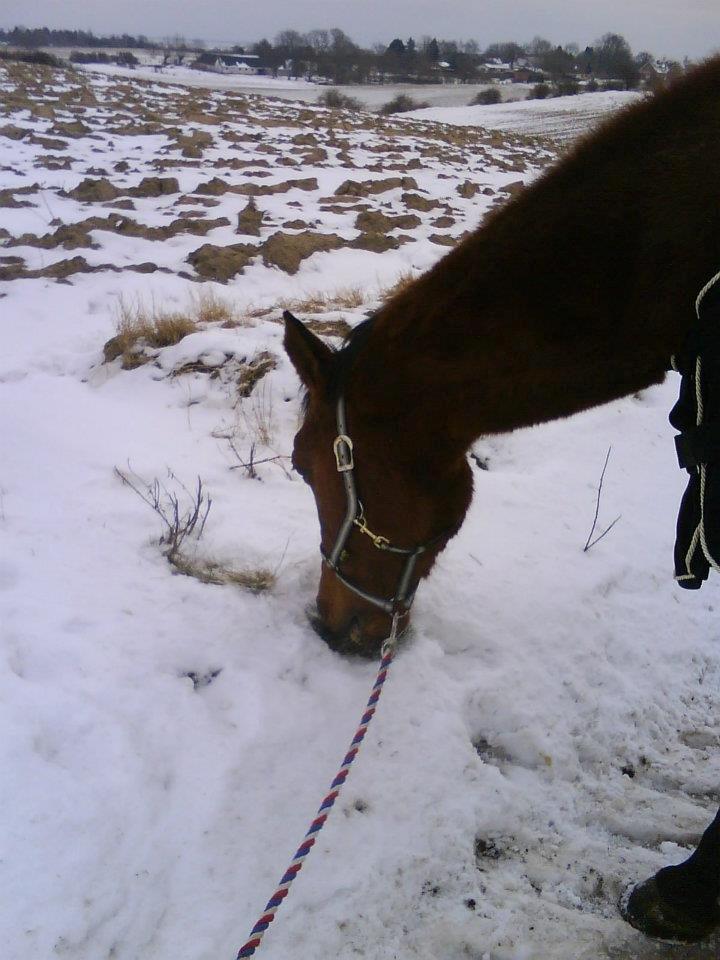 Dansk Varmblod Remund billede 8
