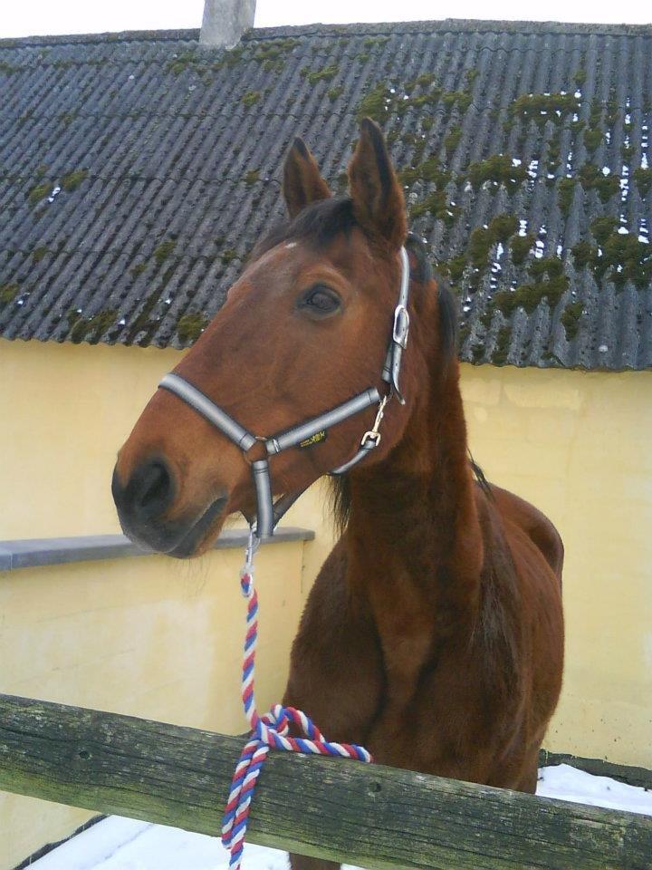 Dansk Varmblod Remund billede 9