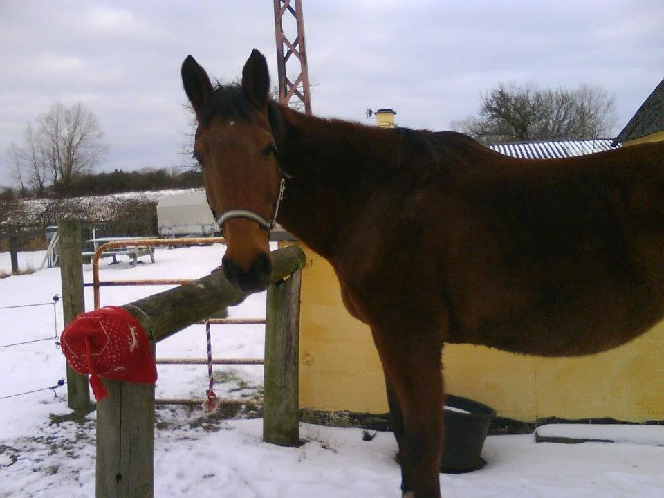 Dansk Varmblod Remund billede 10