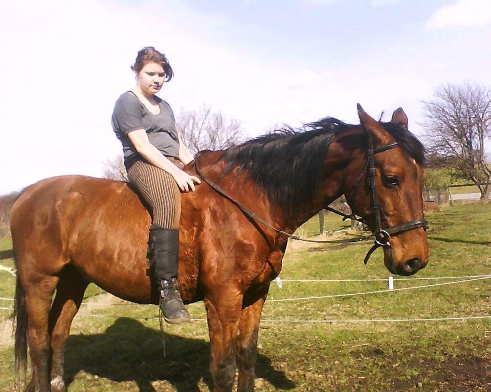 Dansk Varmblod Remund billede 11