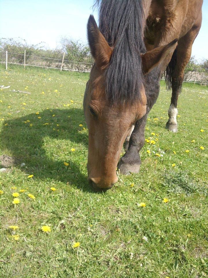 Dansk Varmblod Remund billede 12