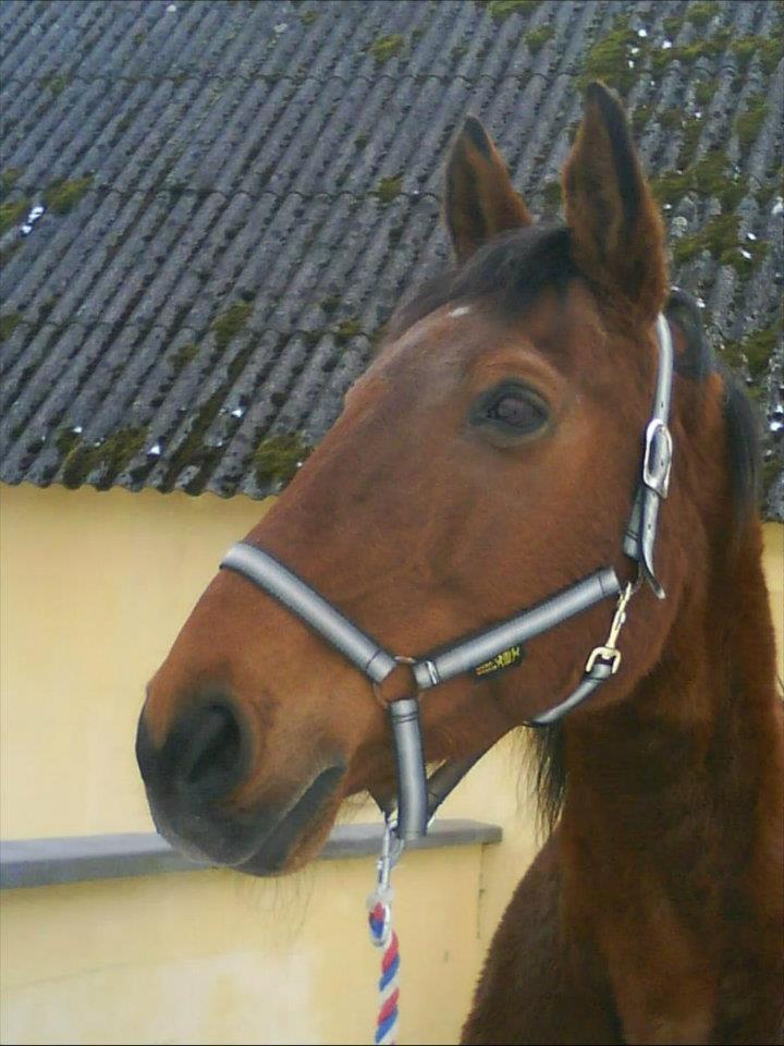 Dansk Varmblod Remund billede 13