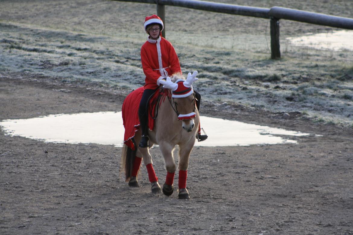 Fjordhest Toby [Har Redet] - Toby og Mille til julestævne :) billede 2