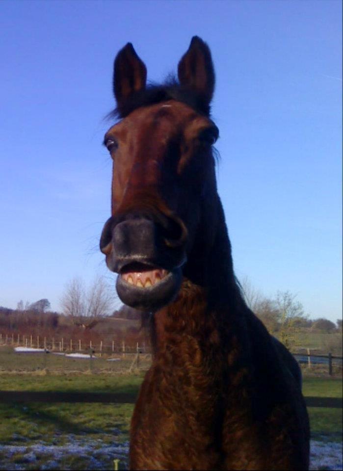 Dansk Varmblod Remund billede 14