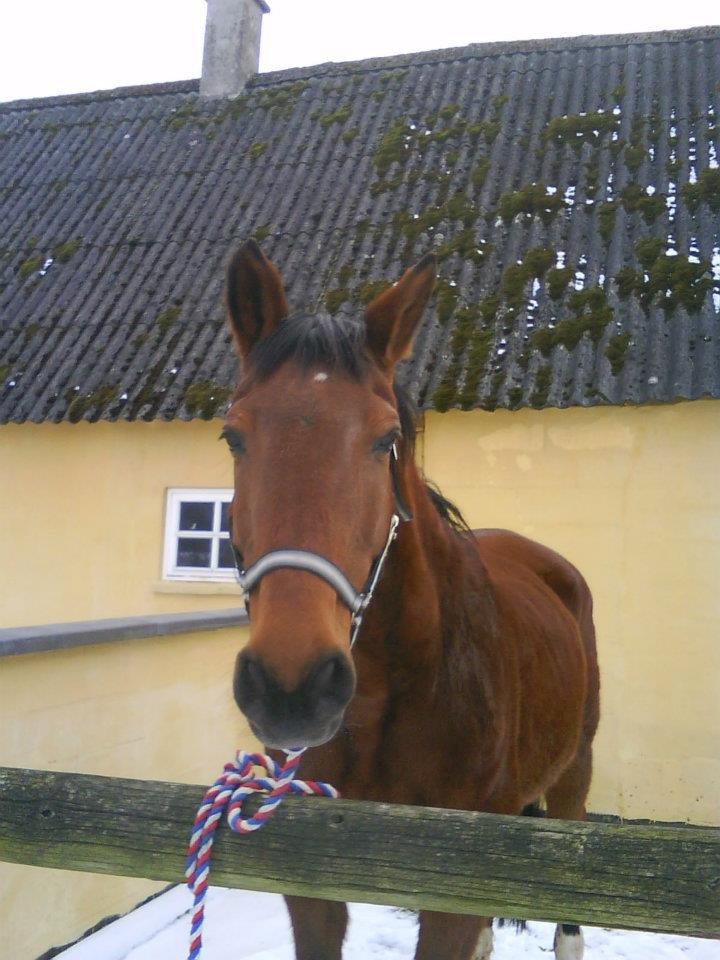 Dansk Varmblod Remund billede 15