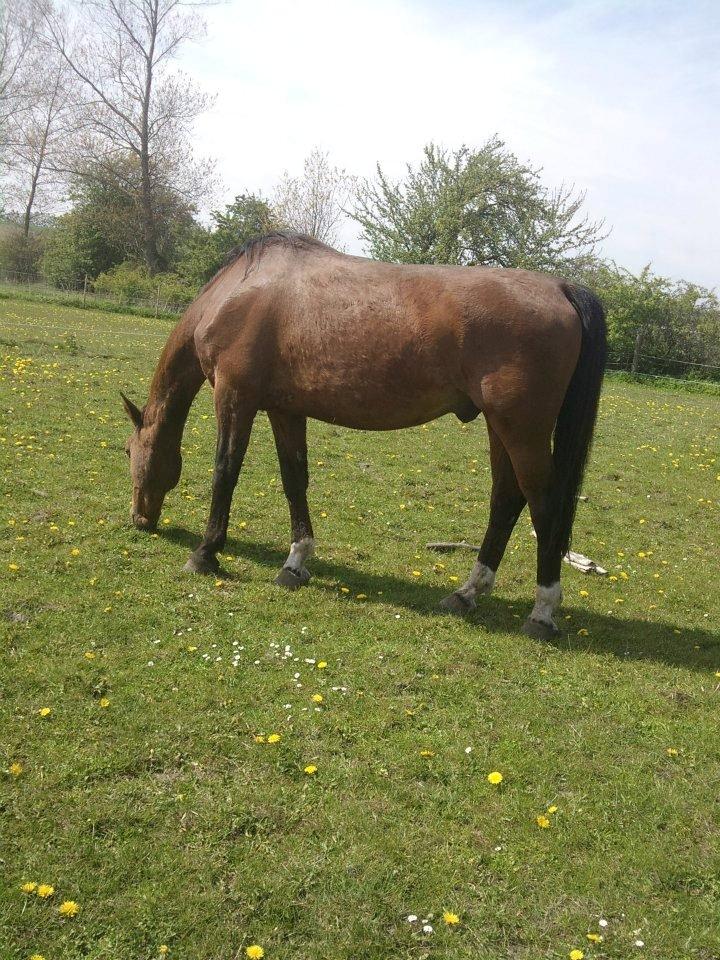 Dansk Varmblod Remund billede 16