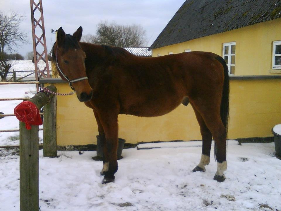 Dansk Varmblod Remund billede 17